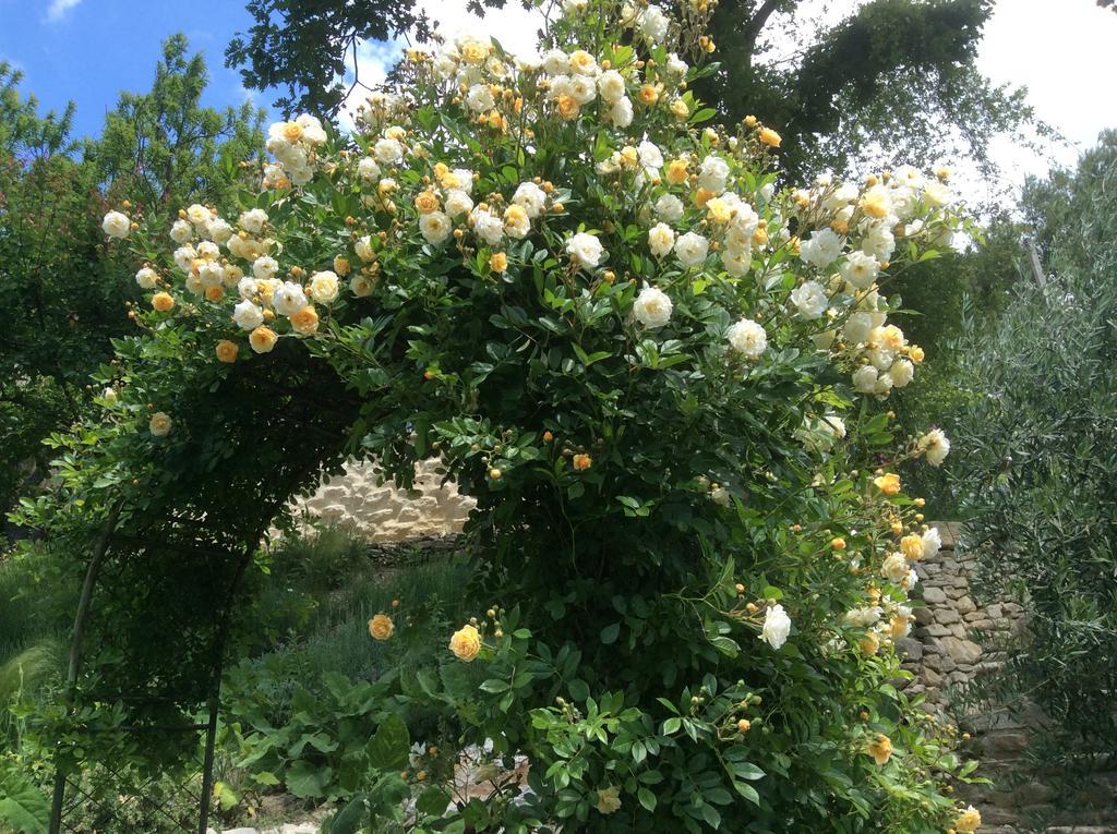 Sous Les Canniers Saumane-de-Vaucluse Екстериор снимка